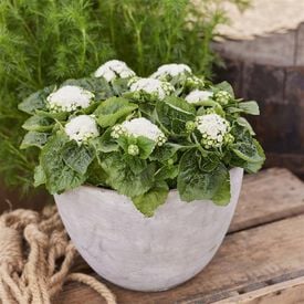 Kona White, Ageratum